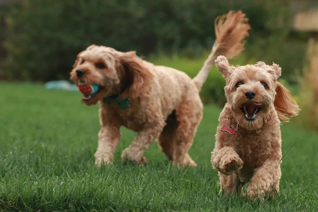 Two dogs running across grass at a dog daycare