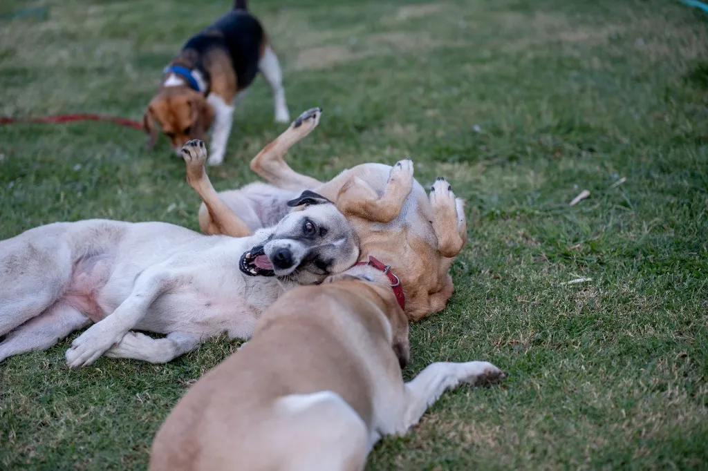 Dogs playing together in a shared outdoor daycare area