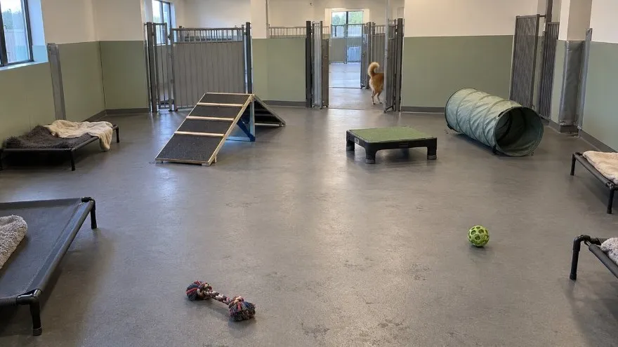 Indoor dog daycare playroom with ramps, beds and toys