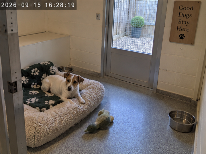 Bella in her Garden Suite at Meadowbrook Boarding Kennels