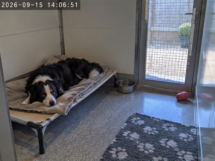 Bella in her Garden Suite at Meadowbrook Boarding Kennels